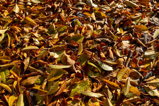 Close-Up of Colorful Fallen Autumn Leaves on Ground