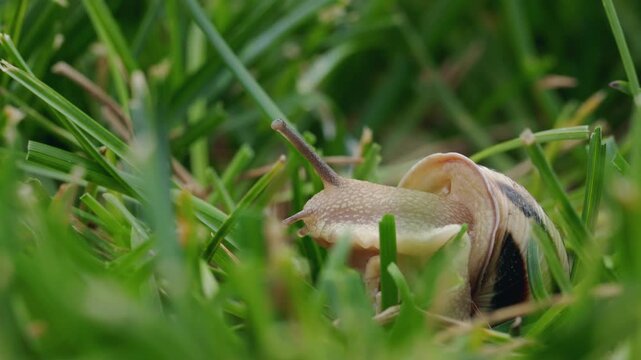 Striped Land Snail Peering Through Grass