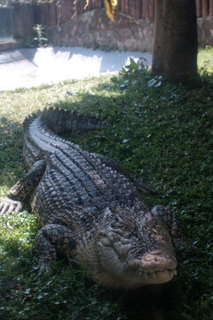 alligator in the everglades
