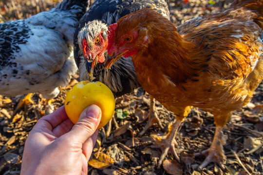 Hand feeding chickens a piece of yellow fruit