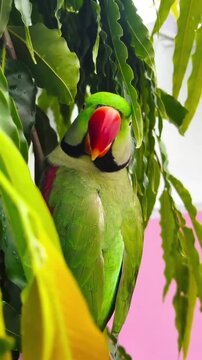 Parrot Hiding in Green Leaves