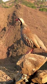 Chukar Partridge Call on Mountain Ridge