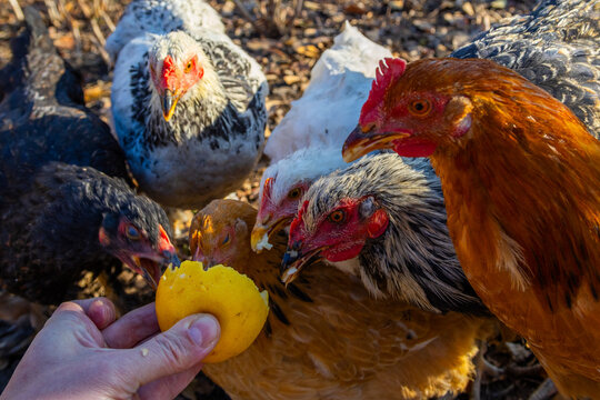 Chickens Gathering Around Hand Feeding Yellow Fruit