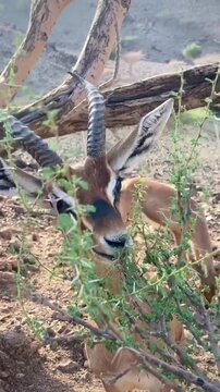 Gazelle Eating Green Leaves in Mountain