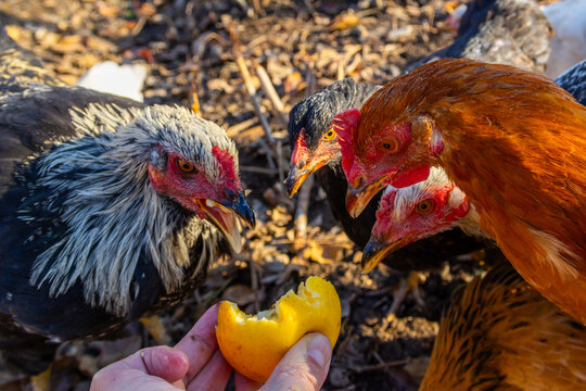 Chickens pecking yellow fruit offered by human hand