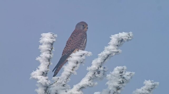 Common Kestrel actively hunting at a frosty woodland edge in winter, Germany, male bird of prey searching for survival, 4K