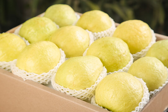 Fresh Yellow Guava Fruit Set in Wooden Gift Box with Protective Foam Packaging
