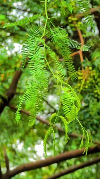 Green Acacia Leaves Hanging on Tree Branch