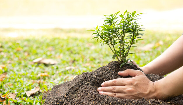 The young man's hands are planting young seedlings on fertile ground, taking care of growing plants. World environment day concept, protecting nature
