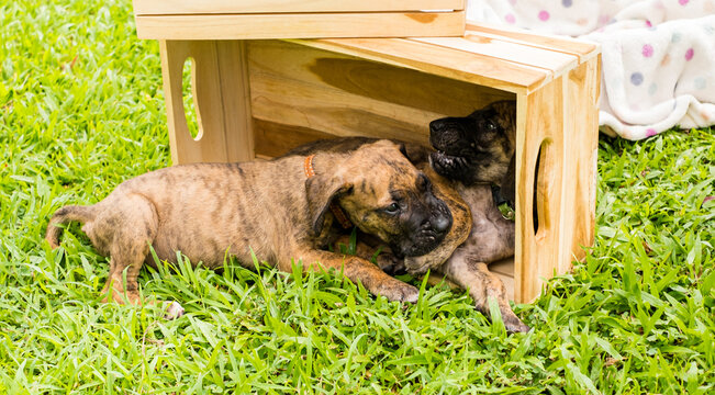 Two cute playful brindle puppies lying and wrestling together on green grass lawn in park during bright sunny day for pet care and adoption concept