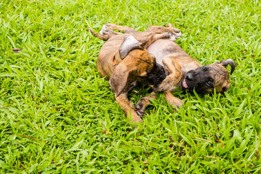 Two cute playful brindle puppies lying and wrestling together on green grass lawn in park during bright sunny day for pet care and adoption concept