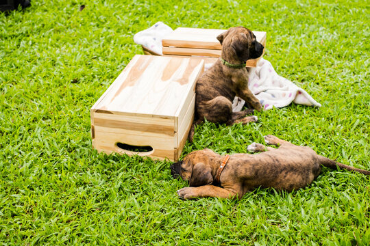 Two cute playful brindle puppies lying and wrestling together on green grass lawn in park during bright sunny day for pet care and adoption concept