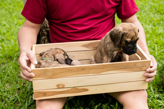 Man holding wooden box with cute brindle puppies outdoors on green grass lawn in park during bright sunny day for pet adoption care concept.