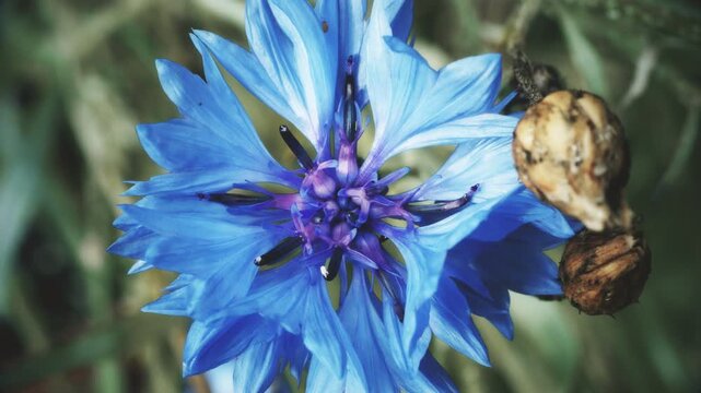 Blue cornflower vintage colour pull look close up stock footage