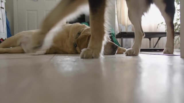 A cinematic low angle close up shot shows a playful border collie nudging a sleeping yellow labrador retriever on a light floor.