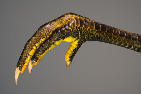 Strange yellow green bird feet with dinosaur looking scales and claws
