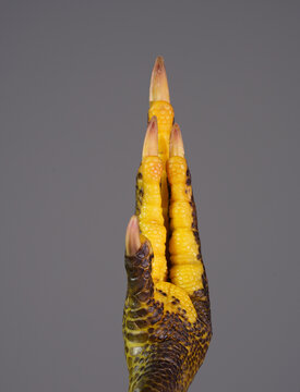 Strange yellow green bird feet with dinosaur looking scales and claws