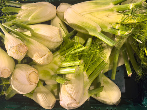 Fresh Organic Fennel at a Local Organic Market Food Concept