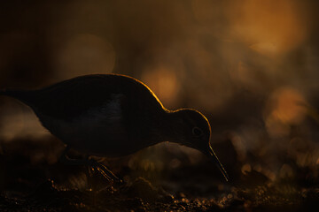 Brodziec piskliwy o zachodzie słońca © Konrad