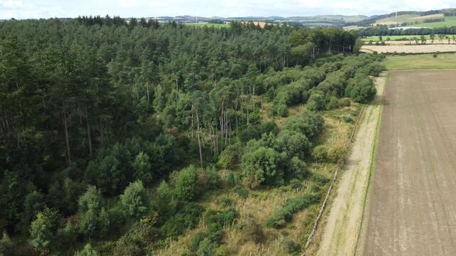 Drone Flying Over Young Regenerating Woodland with Pioneer Trees