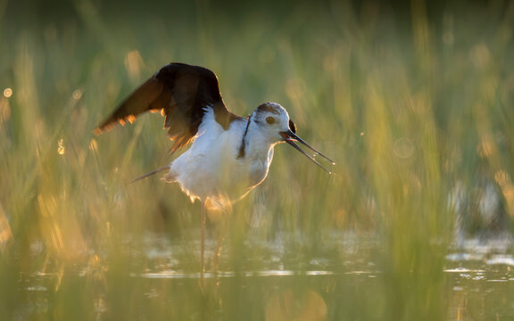 Black-winged Stilt Displaying Wings in Wetland at Golden Hour