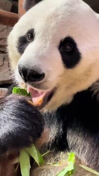 Giant Panda Eating Bamboo Leaves