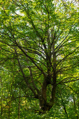 Fototapeta premium Tall tree branches stretch out in a sunny forest during daytime