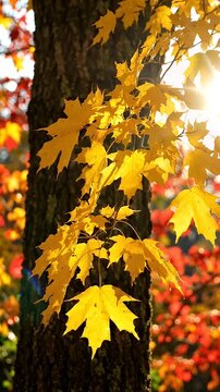 Vibrant Yellow Maple Leaves on Dark Tree Trunk in Autumn Sunlight - Close-up of bright yellow maple leaves against a dark tree trunk, with the sun shining through the foliage creating a warm glow.