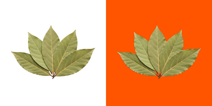 Fresh Aromatic Dried Bay Leaves For Culinary Seasoning Herb transparent png