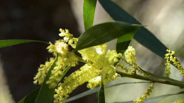 Yellow Wattle Acacia Flowers Blooming in Australian Bushland