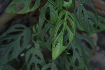 Monstera adansonii leaves with natural fenestrations, Swiss cheese plant foliage close-up. © abdul.kaafii