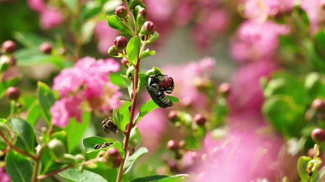 Wildlife Macro Documentary - A Green Beetle Clinging onto a Crape Myrtle Stem (4K)