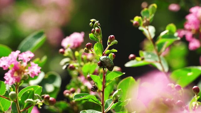 A Green Beetle Climbs and Clings onto a Crape Myrtle Stem (4K)