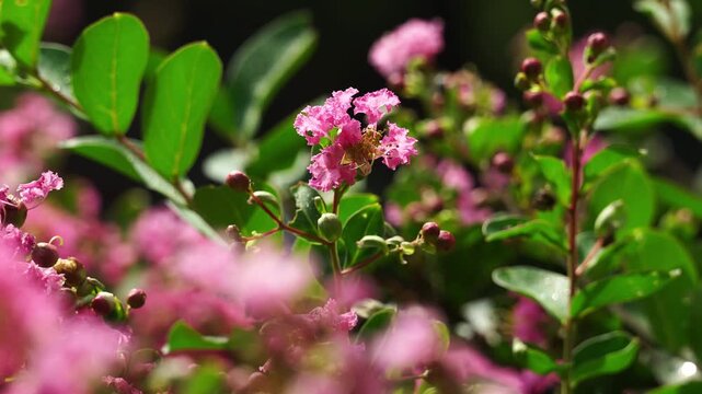 Close-up of the bright pink Crape Myrtle Blossoms in Shanghai (4K)