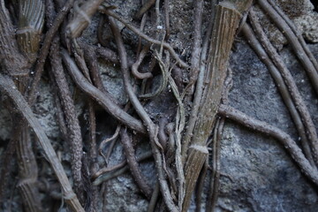Fototapeta premium Close up of tangled tree roots growing on a rough stone wall texture background.