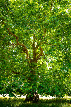 Majestic old London plane tree (Platanus &times; hispanica) with a vast green canopy and spreading branches in the historic parkland of Holkham Hall, Norfolk, England.