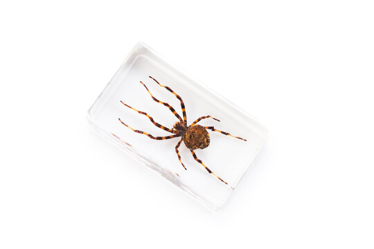 Real spider preserved in clear acrylic resin block isolated on white background