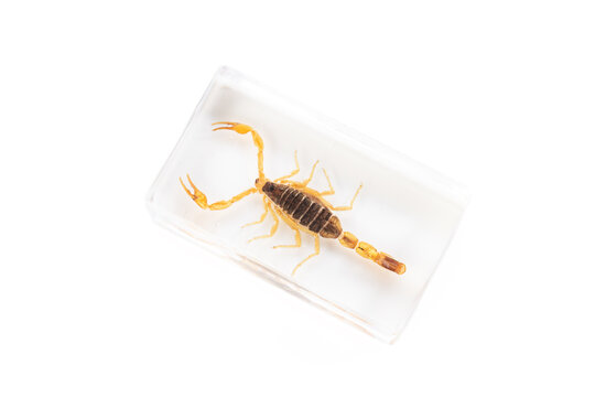 Real scorpion preserved in clear acrylic resin block isolated on white background