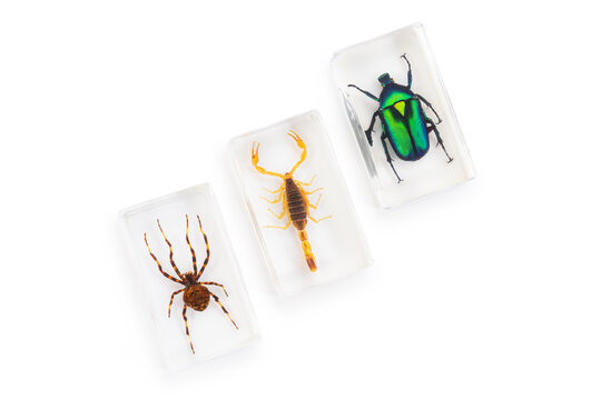Collection of spider scorpion and green beetle preserved in clear acrylic resin blocks isolated on white background