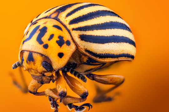 Macro close up of Colorado potato beetle on orange background