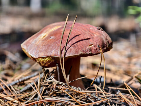 King bolete cep mushroom Boletus pinophilus or Boletus edulis var. pinicola also known as penny bun growing in forest.