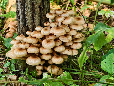 A group of edible honey mushrooms Armillaria mellea at the base of a tree in a forest.