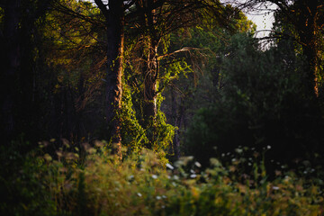 Obraz premium Moody woodland scene with ivy covered tree and soft evening light