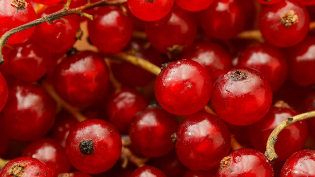 red currant close up. Herbal. Food. Background. Diet. Vitamin 