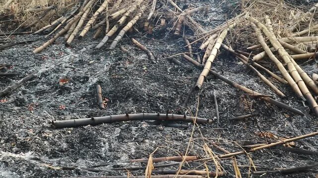 Burnt sugarcane field after harvest with charred stalks and ash covering the ground.