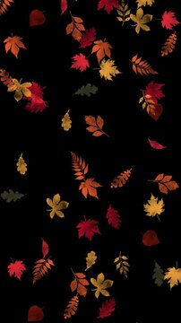 Falling autumn leaves animation. Perfect for fall season and nature scene on transparent vertical background