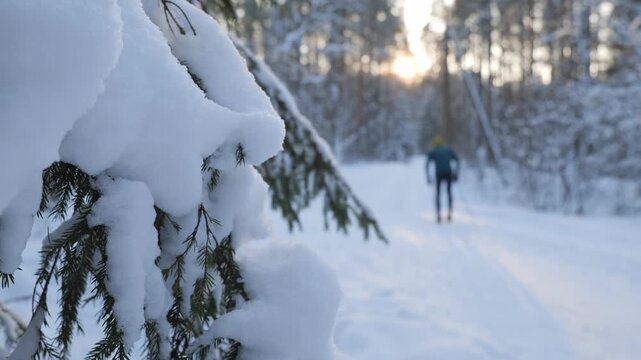 Snow covered trees in a winter forest with sunlight in the background