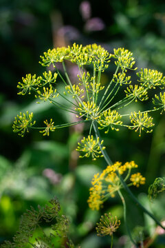 Yellow dill flower umbel in garden
