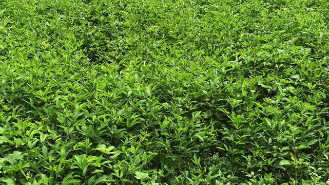 Mid angle shot capturing a thick spread of healthy pigeon pea crops growing close together across a sunlit agricultural field with rich green foliage