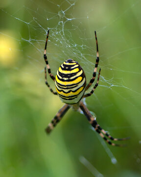 A wasp spider on a web.